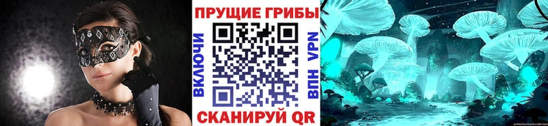 Псилоцибиновые грибы Cubensis  где можно купить   Ладушкин 